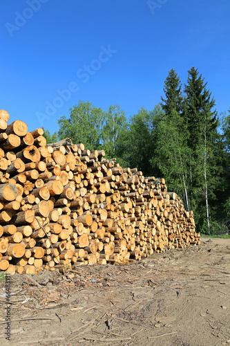 Harvesting timber logs in a forest
