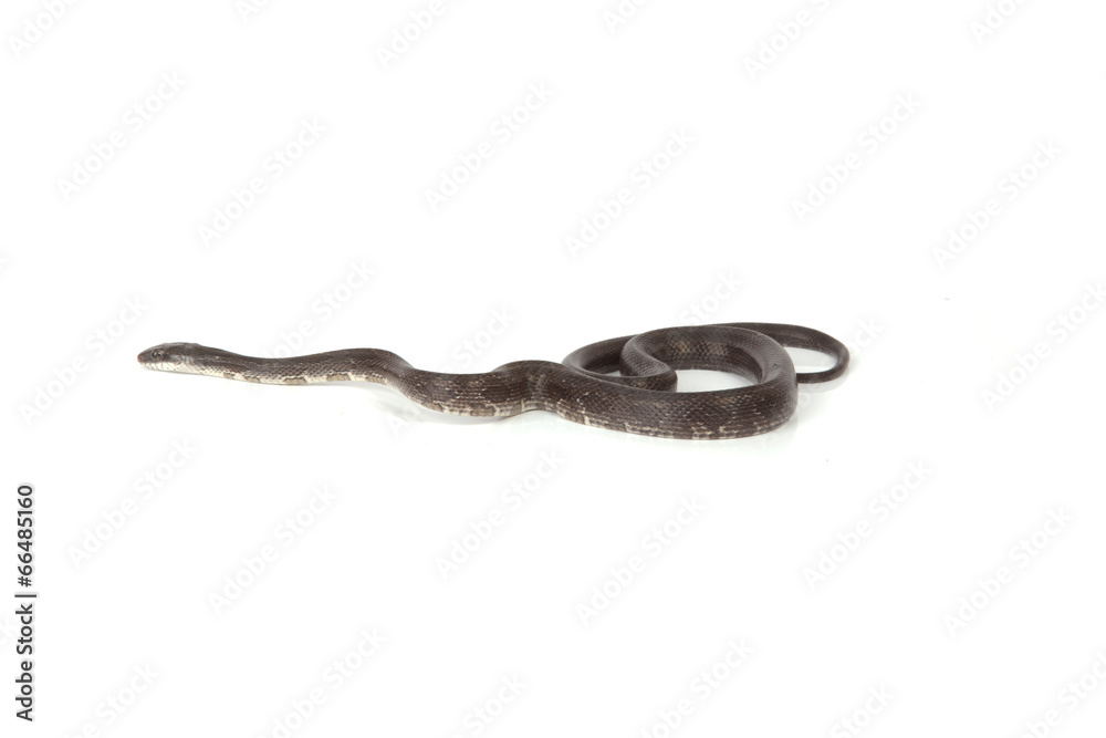 Fototapeta premium Blue Racer