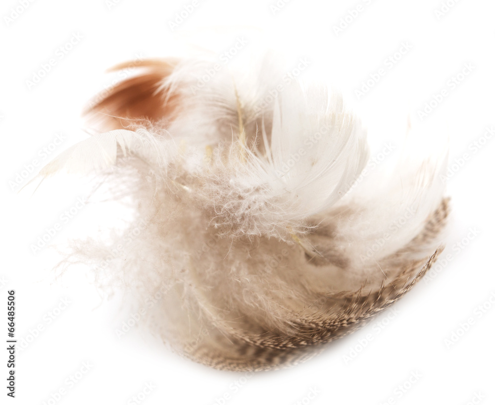 feather on white background feather on white background