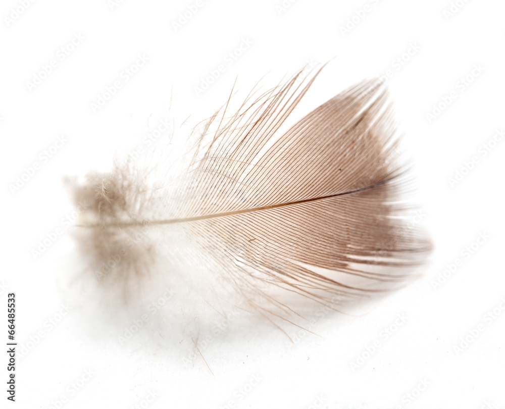 Obraz premium feather on white background