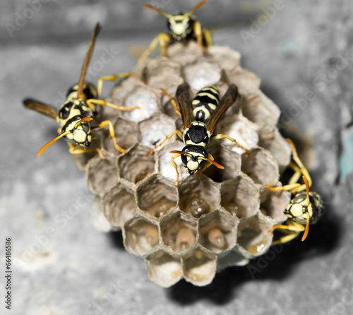 Wasp Nest with Pupae