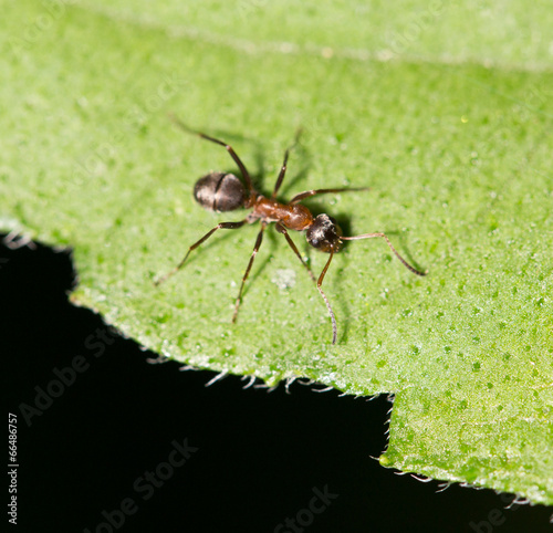 ant in nature. macro