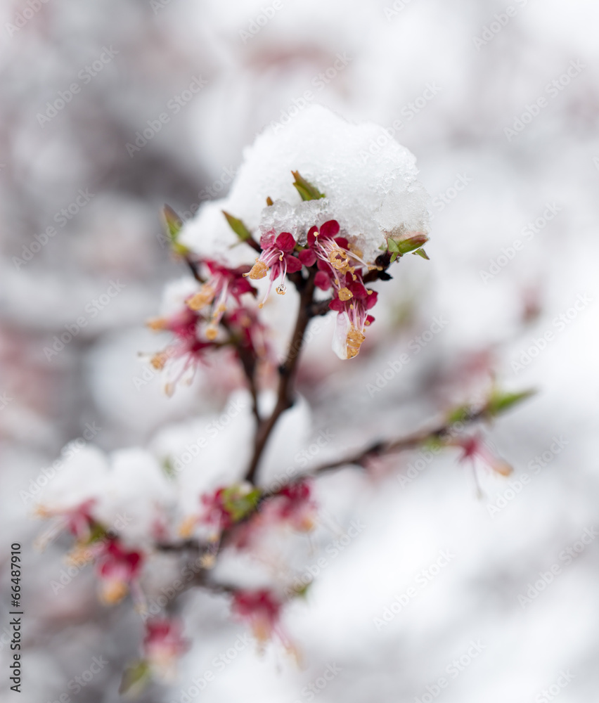 Fototapeta premium Snow on the trees in spring colors