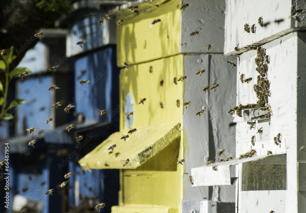 Swarm of bees fly to beehive Swarm of bees fly to beehive
