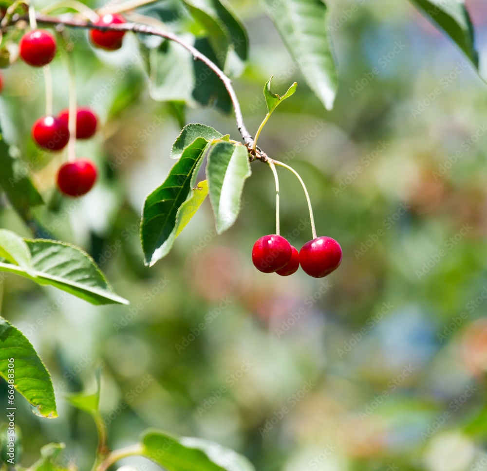 red cherry on nature red cherry on nature