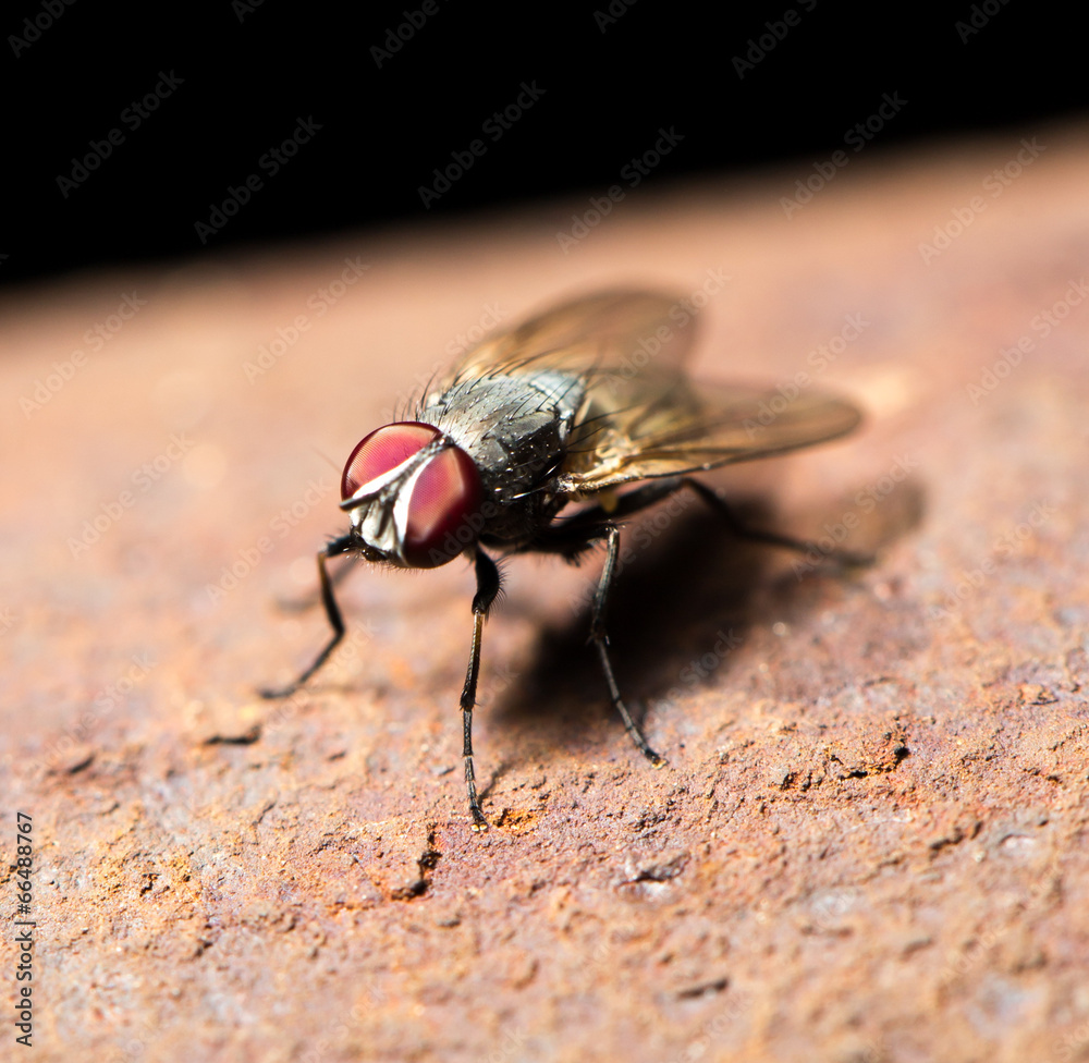 fly. macro fly. macro