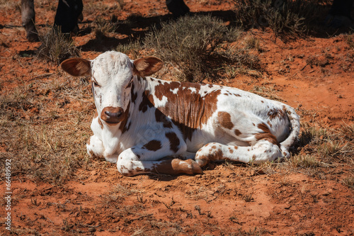 nguni calf photo