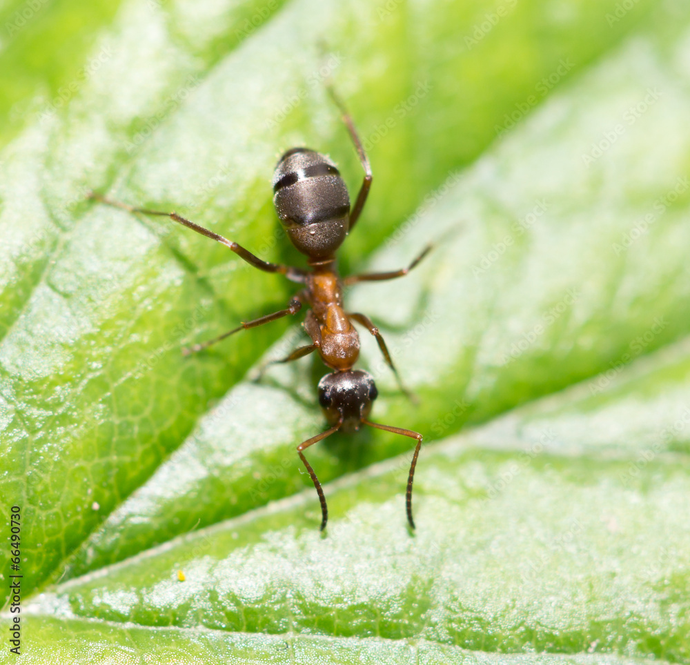 ant in nature. macro ant in nature. macro