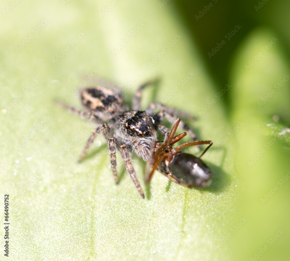 spider eating an ant. macro spider eating an ant. macro