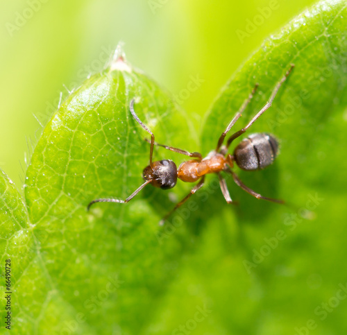 ant in nature. macro
