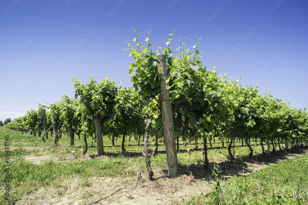 Green Vineyards