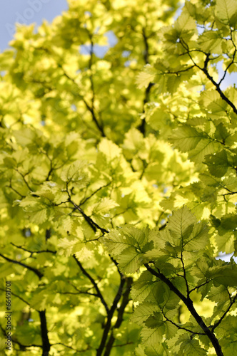 Sonnige Blätter - Im Wald