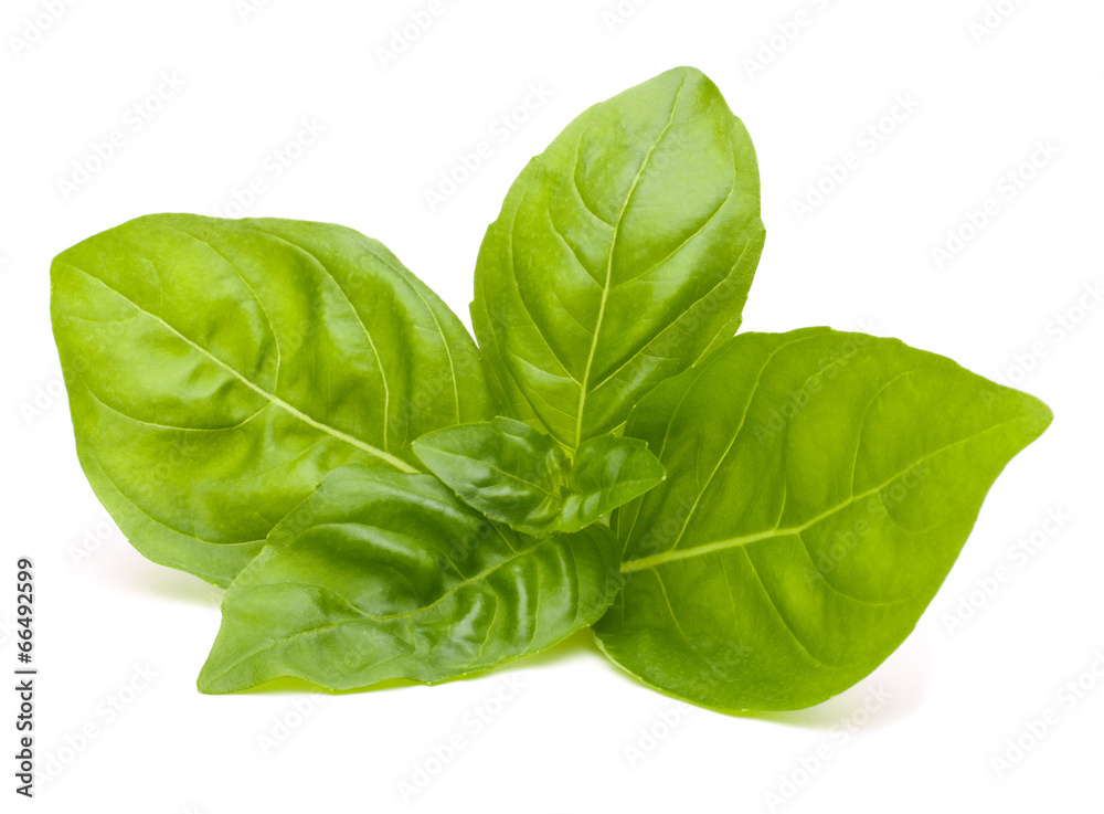 Fototapeta premium Sweet basil leaves