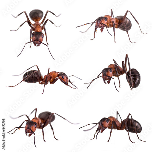 red ant formica rufa on white background