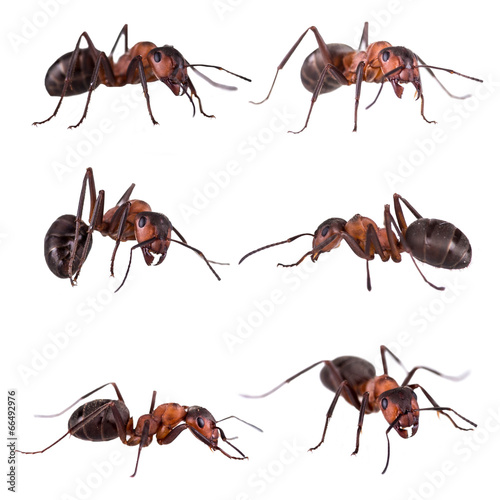 red ant formica rufa on white background