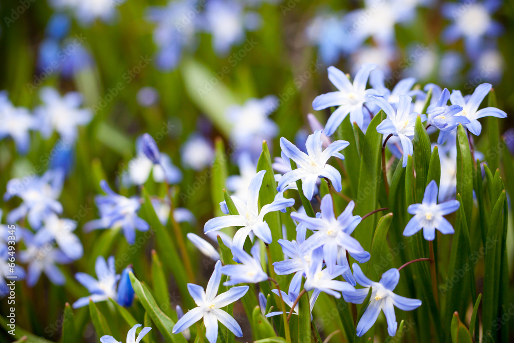 Fototapeta premium First Spring flowers - blue Scilla siberica