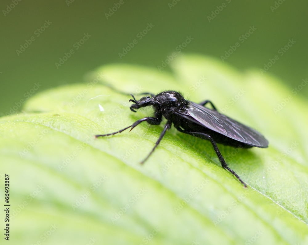 beetle nature. macro beetle nature. macro