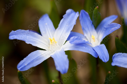 First Spring flowers - blue Scilla siberica