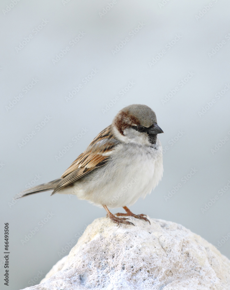 Closeup of a beautiful sparrow sitting on rock