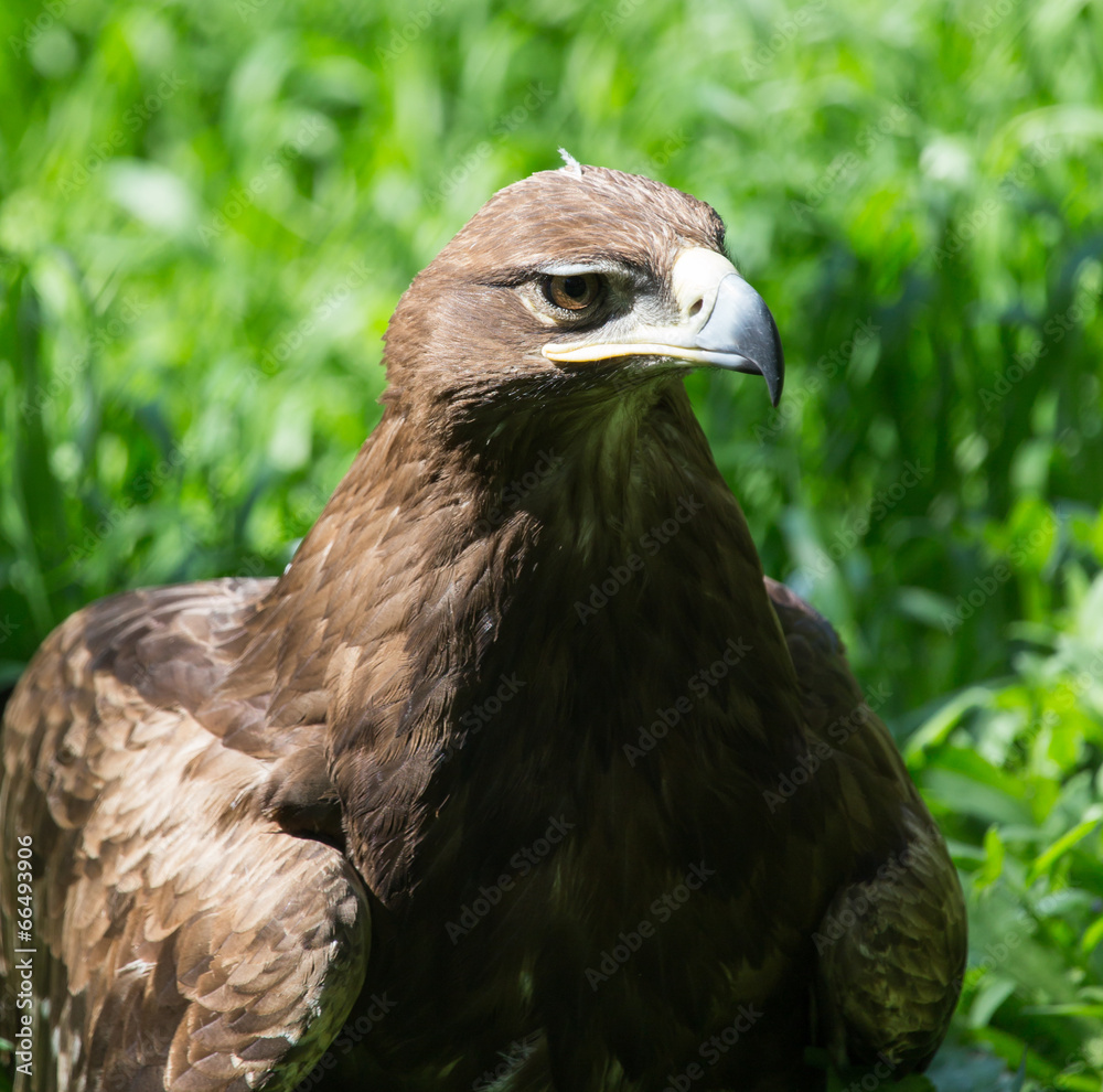 Naklejka premium bird hawk nature