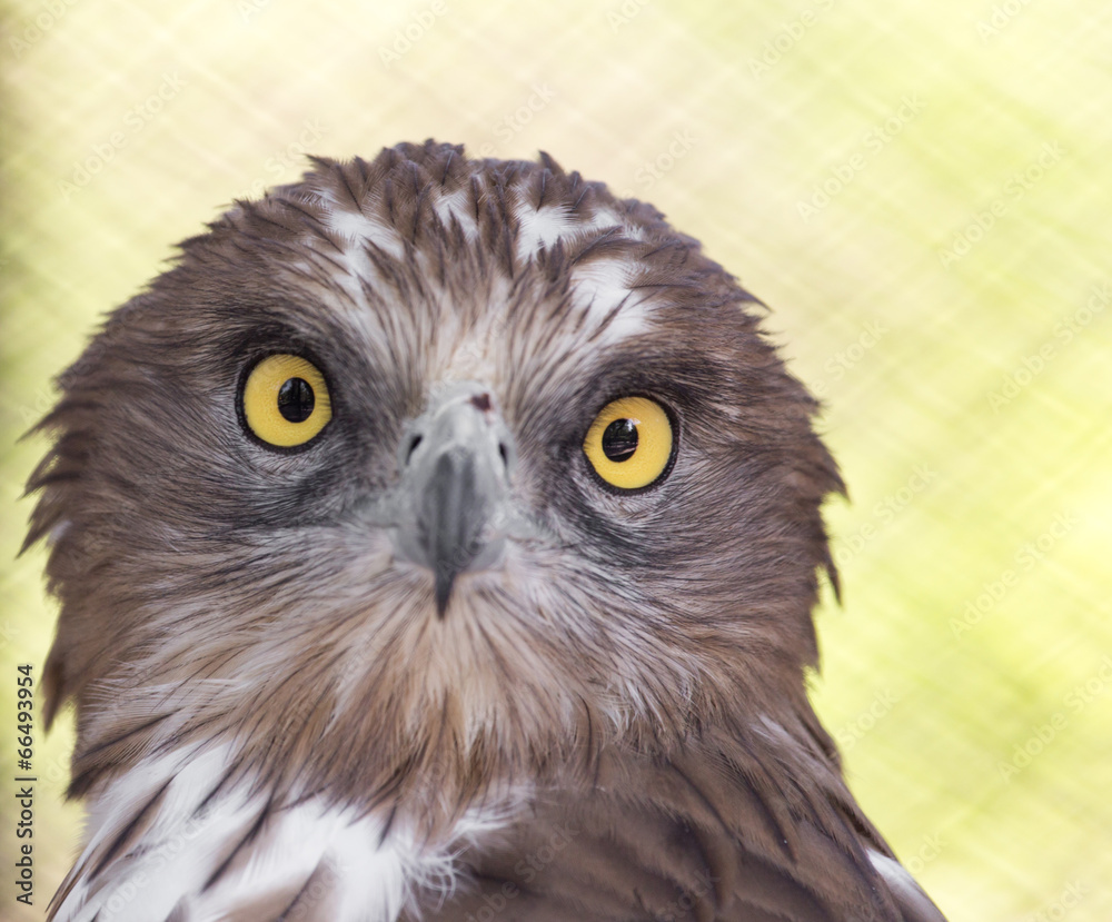 bird hawk nature bird hawk nature