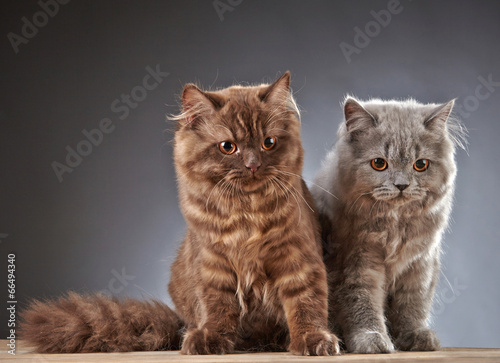 Foto two british longhair kittens
