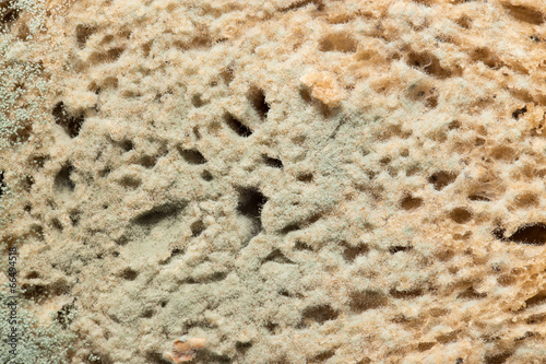 mold on bread. macro