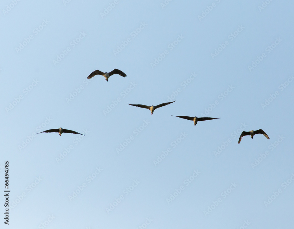 A flock of birds in the blue sky A flock of birds in the blue sky