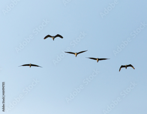 A flock of birds in the blue sky © schankz