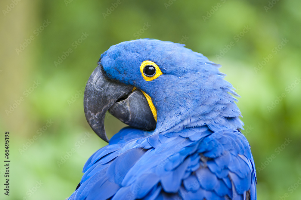 Fototapeta premium Ara hyacinth