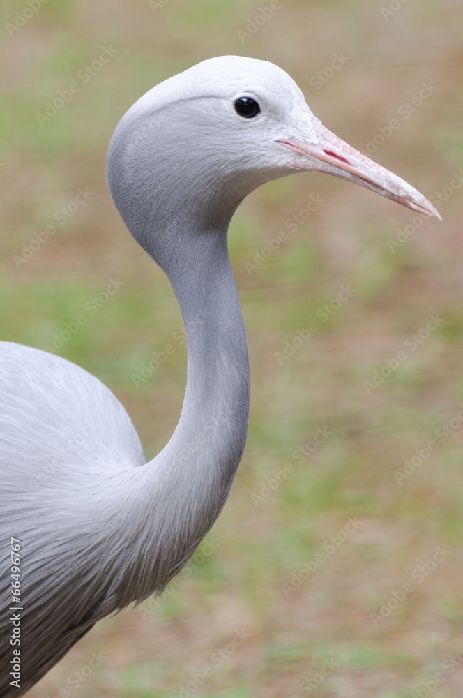 Naklejka premium Blue crane portrait