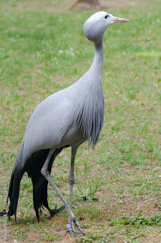 Fototapeta premium Blue crane walking