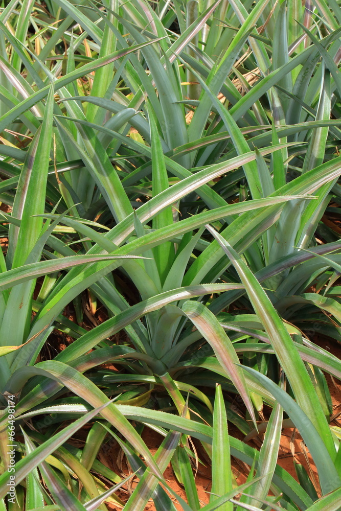 Close Up of Pineapple in the Plantation Area under Tropical Area. Close Up of Pineapple in the Plantation Area under Tropical Area.
