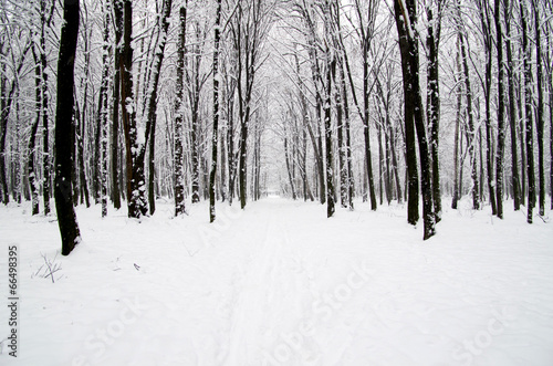 winter forest