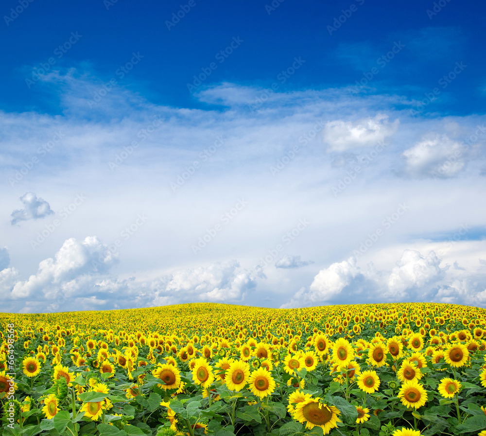 Blooming field of sunflowers on blue sky Blooming field of sunflowers on blue sky