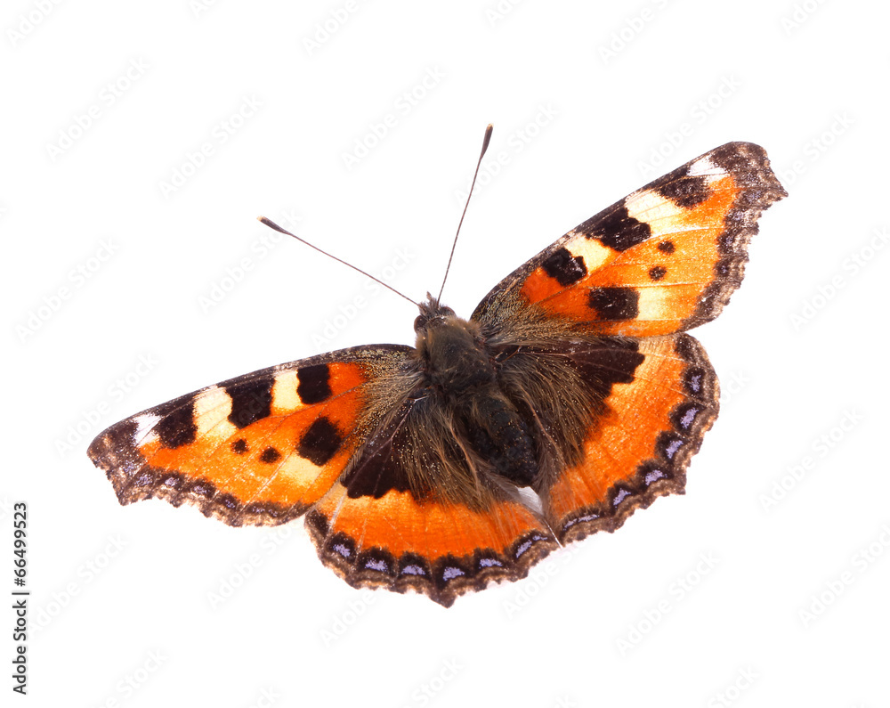 Small Tortoiseshell Small Tortoiseshell