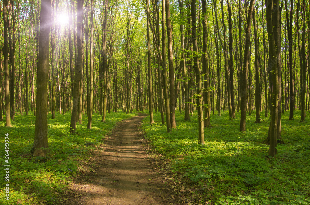 Fototapeta premium forest trees. nature green wood sunlight backgrounds.
