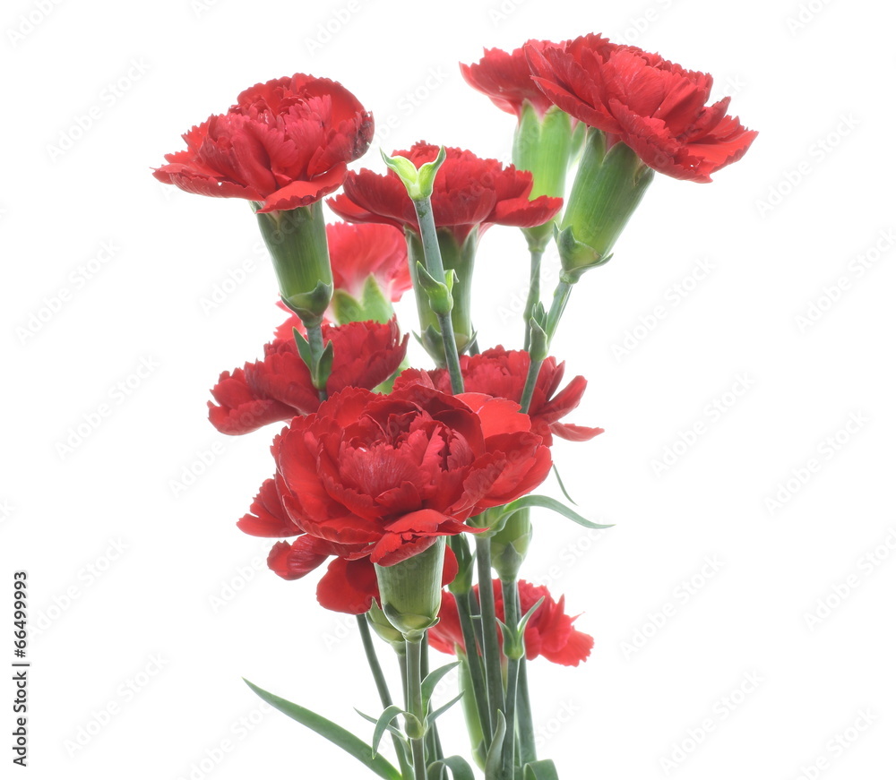 Obraz premium カーネーション