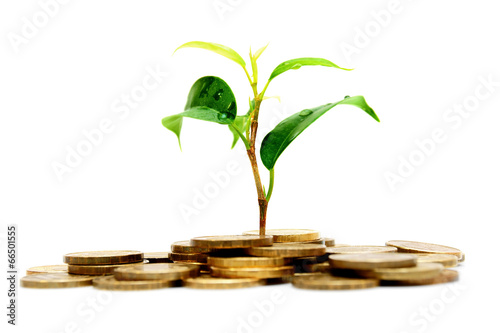 Plant and gold coins on a white background.