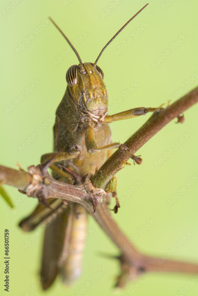 Fototapeta premium Grasshopper