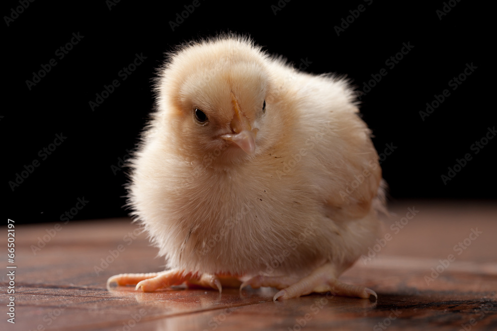 Obraz premium Buff Orpington baby chick looking grumpy and straight ahead