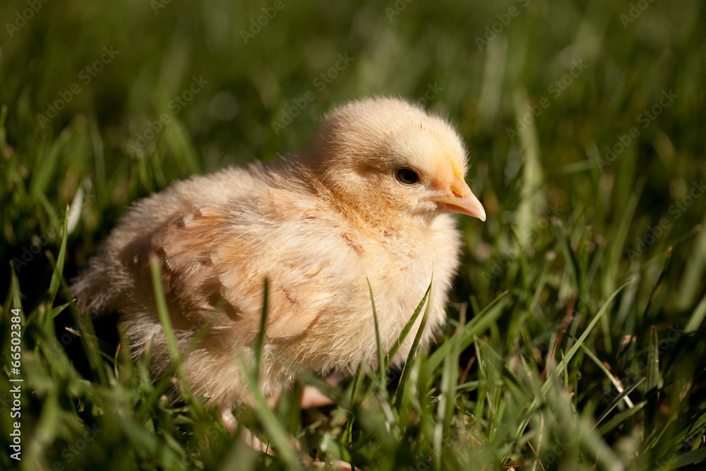 Two week old golden baby Buff Orpington chick on a grassy field - macro shot