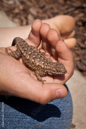 Barefoot boy holding blue bellied western fence swift lizard in cupped hand