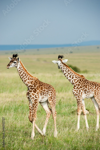 Fototapeta Naklejka Na Ścianę i Meble -  giraffe