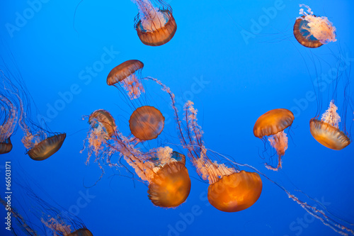 Vibrant orange jellyfish swimming at Monterrey Bay Aquarium