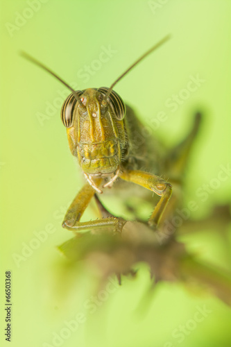 Grasshopper