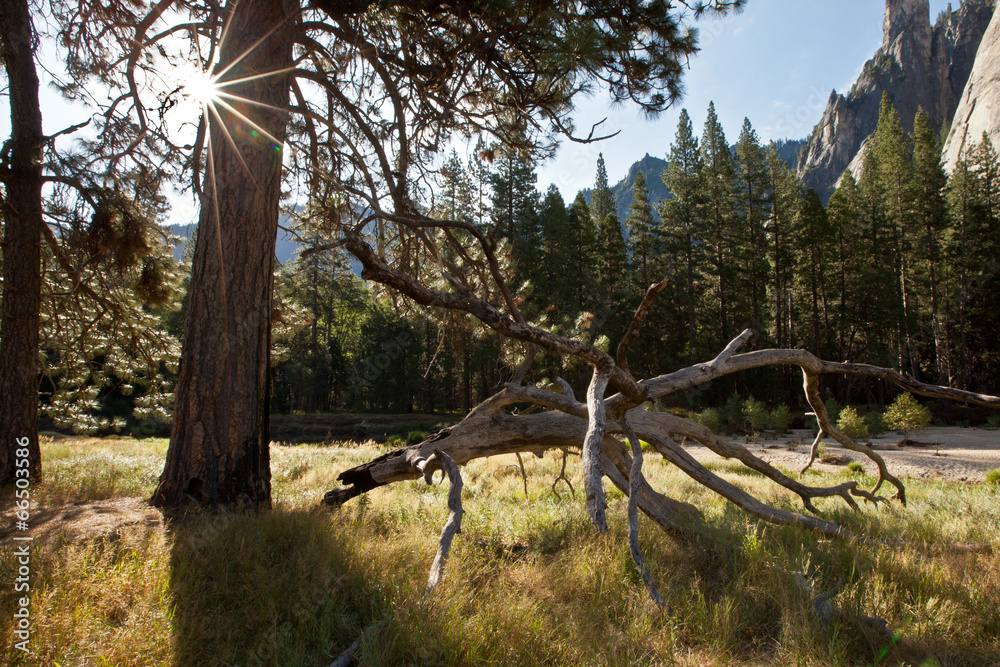 Artistic fallen tree Yosemite National Park, CA