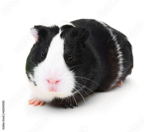 guinea pig on white background.