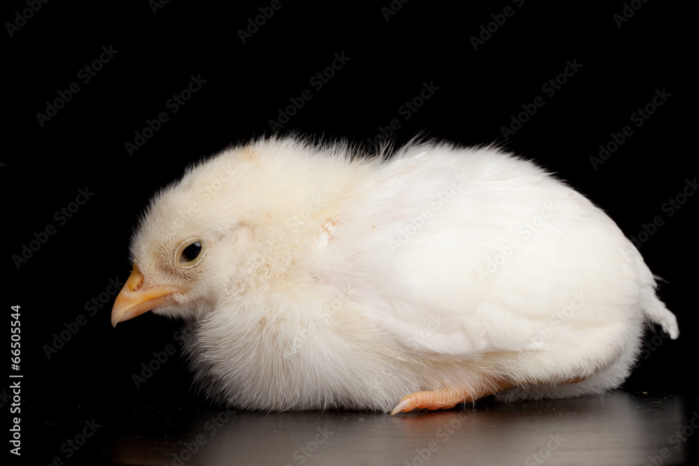Light yellow baby chick isolated on a black background Light yellow baby chick isolated on a black background
