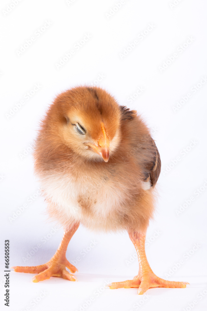 Obraz premium Rhode Island Red baby chick on a white background